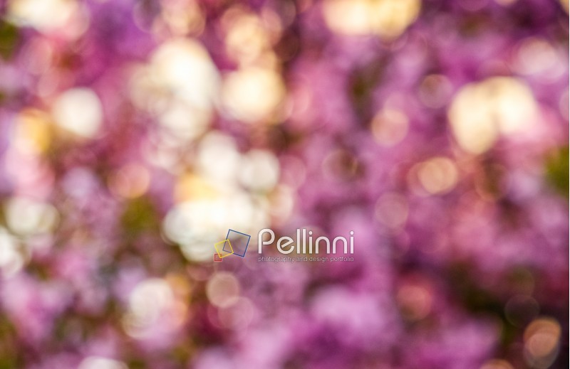 Beautiful springtime blur background. Abstract sakura flowers blossom in garden 