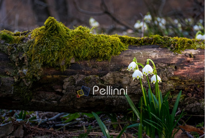 Blooming of White spring Snowflake near the fallen tree in springtimeforest. Snowflake also called Summer Snowflake or Loddon Lily or Leucojum vernum