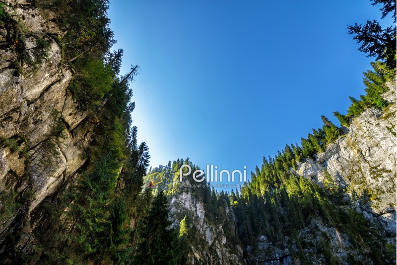 Canyon in romanian mountains with spruce forest on top