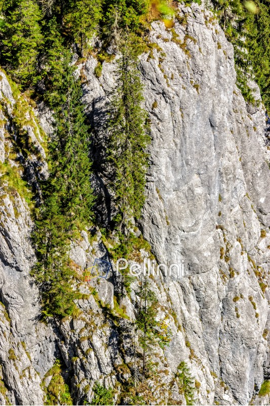 View from the top to the canyon in romanian mountains with spruce forest