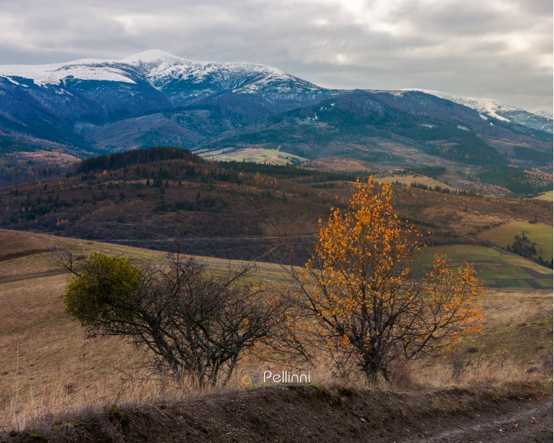 Carpathian countryside in november. hills with weathered grass and distant mountain with snowy top on an overcast day