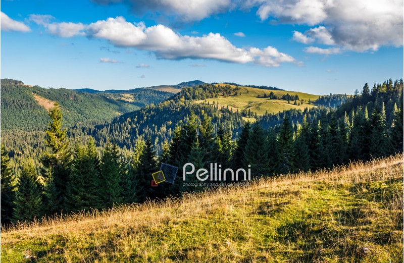 Classic Carpathian landscape. Autumn landscape in mountains of Romania. Conifer forest on hillsides of Apuseni National Park. Fresh and green trees in evening landscape under blue sky with clouds