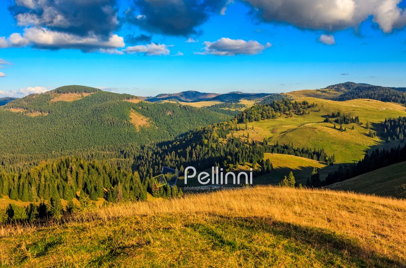 landscape; mountain; valley; forest; autumn; Apuseni; Carpathian; conifer; Romania; nature; hill; hillside; slope; meadow; evening; golden hour; sky; cloud; tree; view; national; background; grass; beautiful; top; weather; travel; dramatic; tourism; europe; hiking; scene; wild; wood; outdoor; park; fir; fresh; colorful; warm; majestic; good; calm; range; fall; ridge; high
