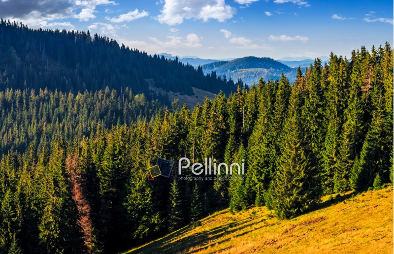 Classic Carpathian landscape. Autumn landscape in mountains of Romania. Conifer forest on hillsides of Apuseni National Park. Fresh and green trees in evening light under blue sky with clouds