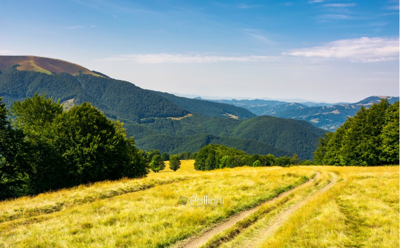 Country road down the alpine meadow . beautiful summer landscape in mountains