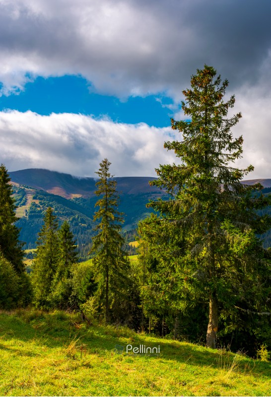 Huge spruce trees of Carpathian forests. beautiful scenery on a cloudy day. mountain Hymba of Borzhava ridge in the far distance