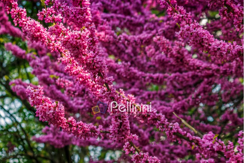 Beautiful springtime closeup background. Judas tree blossom