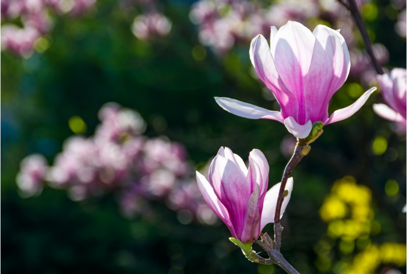 beautiful spring background. Magnolia flowers closeup on a branch. blurred background of blossoming garden