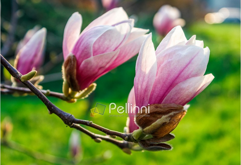 beautiful spring background with Magnolia flowers closeup on a branch on the blurred background of blossoming garden