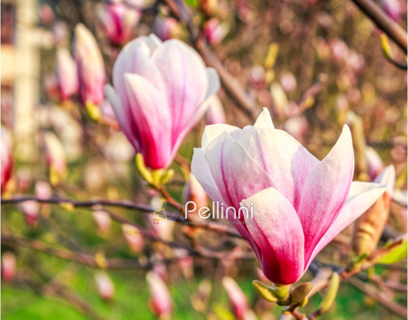 beautiful spring background with Magnolia flowers closeup on a branch on the blurred background of blossoming garden
