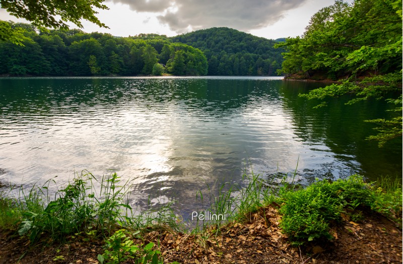 Morske Oko lake among primeval beech forest . beautiful Vihorlat landscape of Slovakia in summer. clean environment concept. 