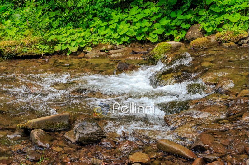 Mountain stream flow through ancient green forest in summer time
