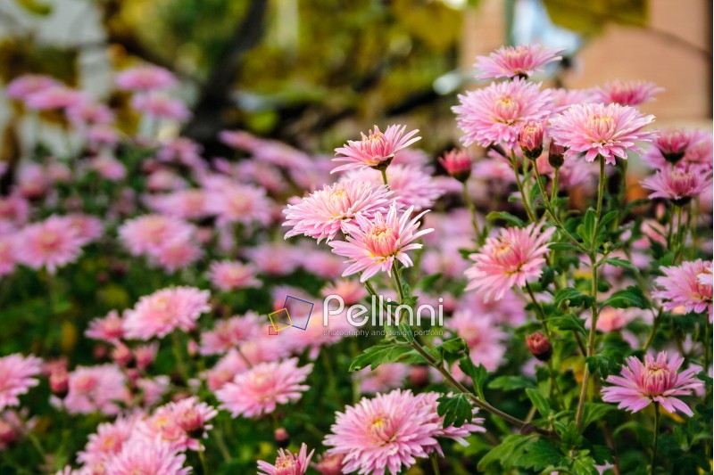 New England aster flower in the garden at sunrise. This flower is also called Michaelmas daisy