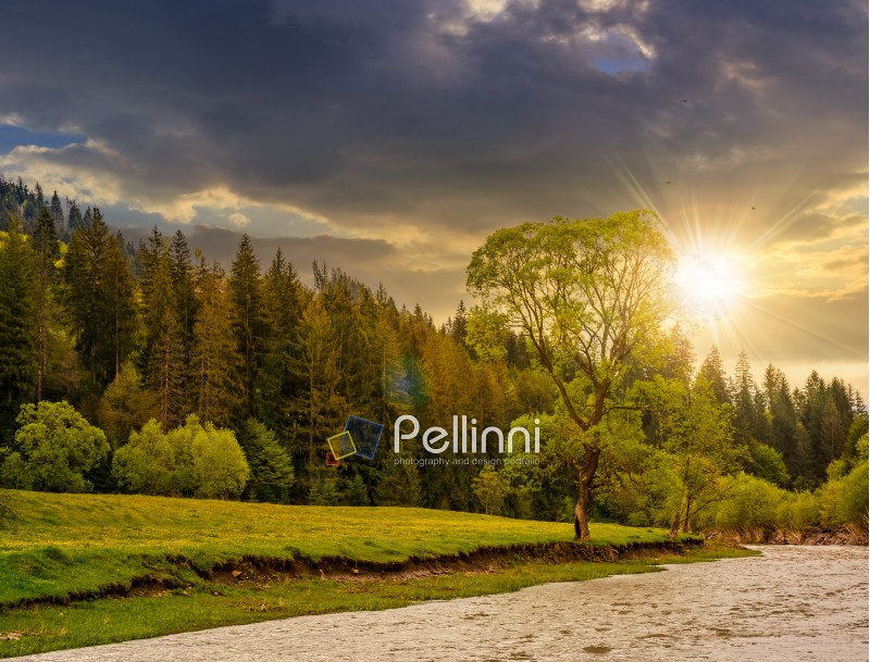 River flows among of a green forest at the foot of the mountain. picturesque nature of rural area in Carpathians at sunset