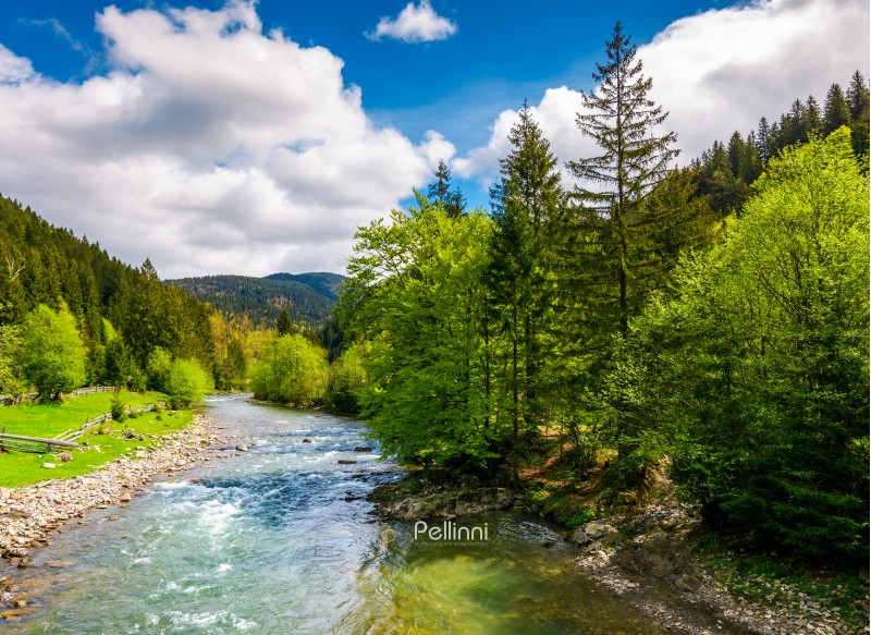 River flows among of a green forest at the foot of the mountain. Picturesque nature of rural area in Carpathians. Serene springtime day under blue sky with some clouds