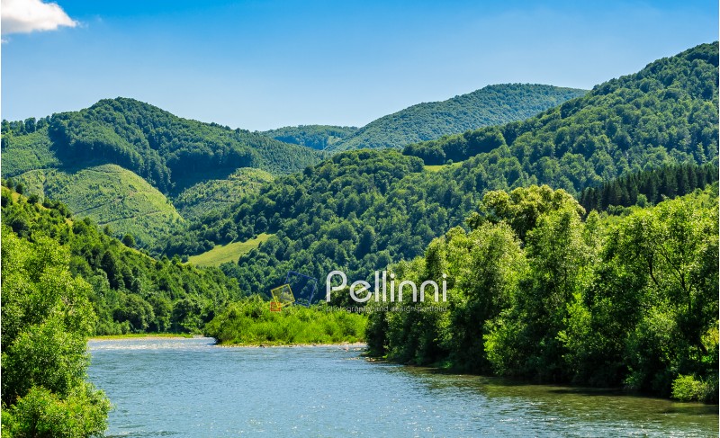 River flows among of a green forest at the foot of the mountain in picturesque nature of rural area in Carpathians  on a serene summer day under blue sky with some clouds