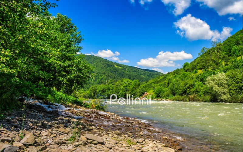 River flows among of a green forest at the foot of the mountain in picturesque nature of rural area in Carpathians  on a serene summer day under blue sky with some clouds