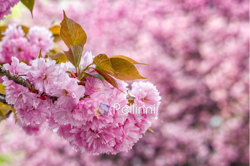 Beautiful springtime closeup background. Sakura flower blossom in garden