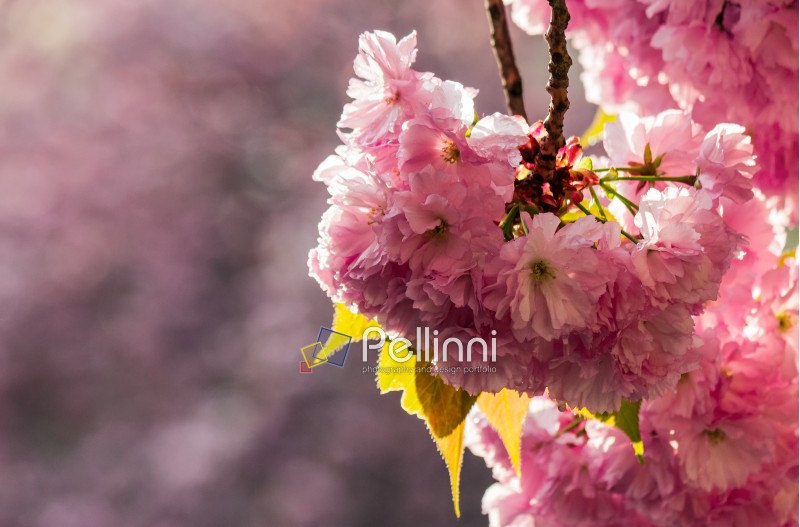 Beautiful springtime background. Sakura flowers blossom in garden