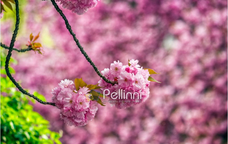 Beautiful springtime closeup background. Sakura flower blossom in garden