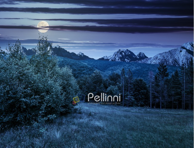 Composite image with spruce forest on a meadow  in Tatra mountains at night in full moon light