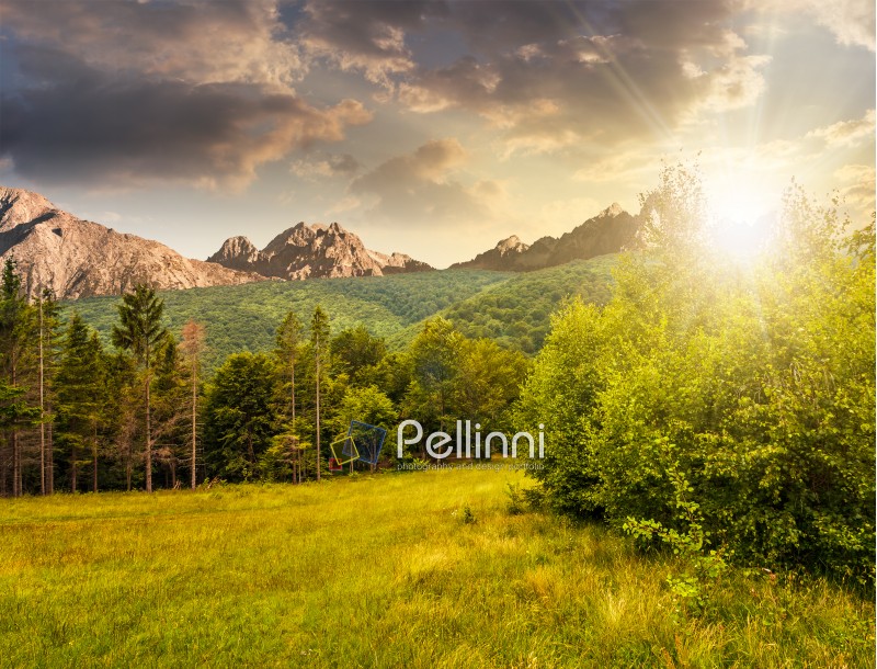 Composite image with spruce forest on a meadow  in Tatra mountains in evening light