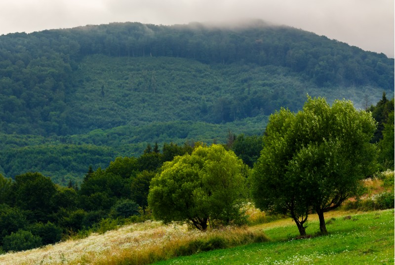 abandoned orchard in mountains. summer countryside on a cloudy day