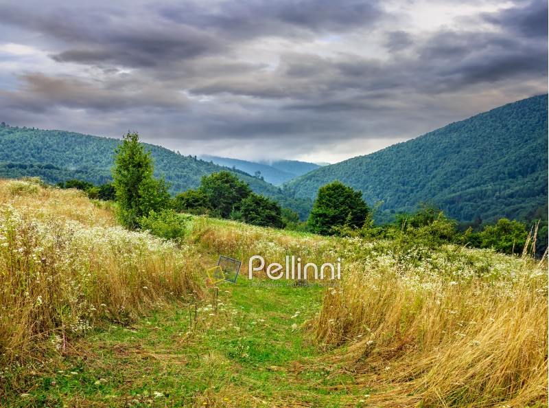 green agricultural meadow in the mountains  under a cloudy summer sky