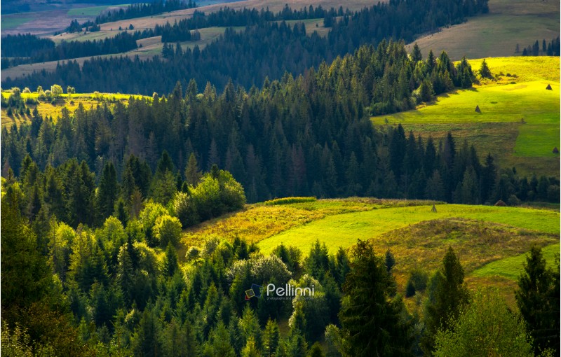 agricultural fields on a forested hills. lovely countryside scenery in early autumn