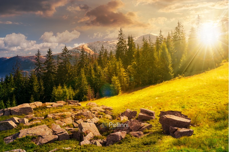 alpine summer landscape composite at sunset in evening light. rock formation near the spruce forest on a grassy hill.  mountain with snowy top in the distance. springtime meets summer concept
