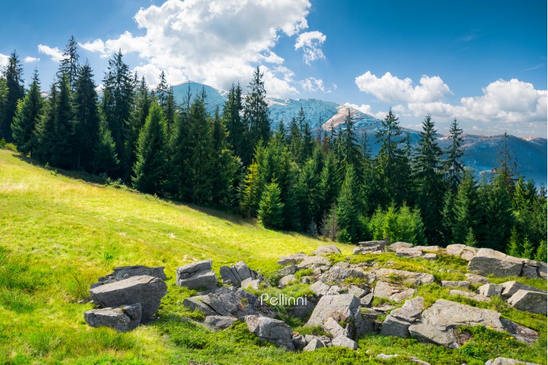 alpine summer landscape composite. rock formation near the spruce forest on a grassy hill.  mountain with snowy top in the distance. calm scenery with fleecy clouds. springtime meets summer concept