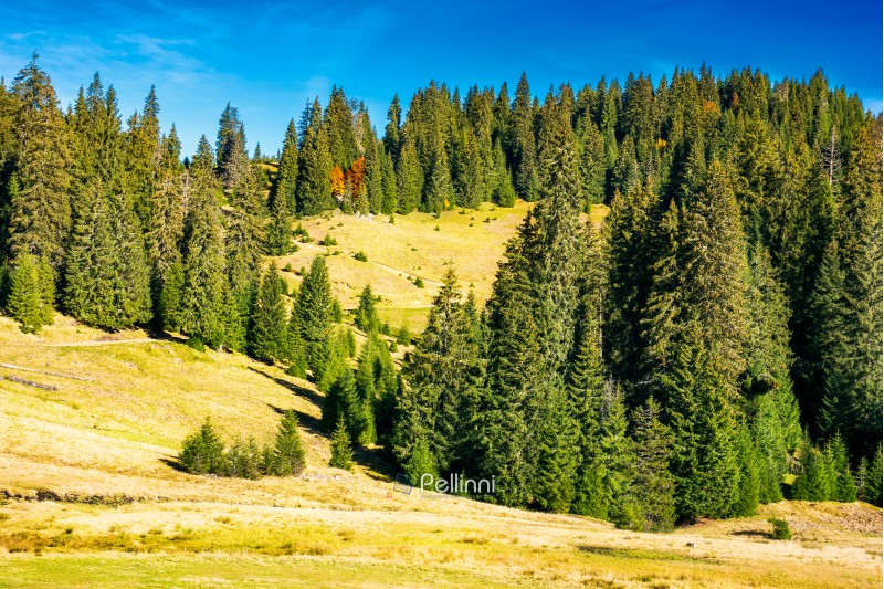 ancient spruce forest on the hill. beautiful scene of Apuseni Natural Park in Romania