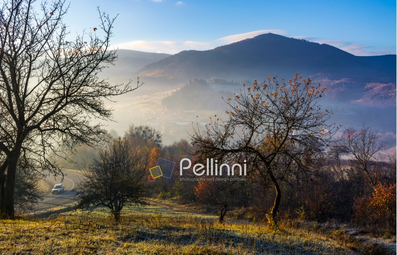 apple orchard in mountains at autumn sunrise. trees with red foliage on frosted grass near the road early in the morning. gorgeous countryside landscape in foggy weather