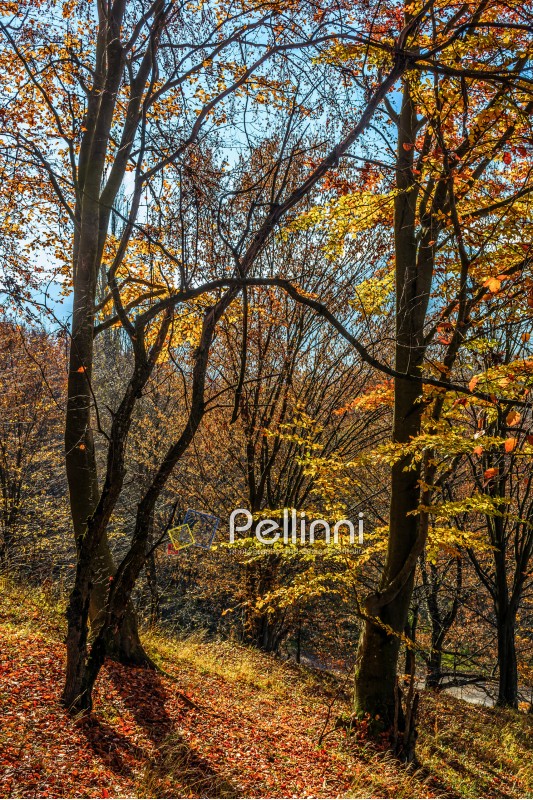 forest; green; nature; foliage; park; scenic; red; tree; wood; yellow; blue; sky; landscape; autumn; fall; tree; grass; wooden; leaf; warm; carpet; wilderness; old; background; season; outdoor; bush; wood