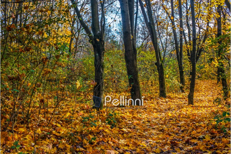trees with foliage in autumn forest