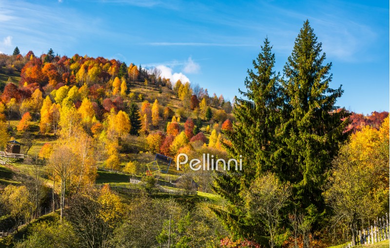 autumn in mountainous rural area. two huge spruce trees in front of a hill with forest in yellow foliage