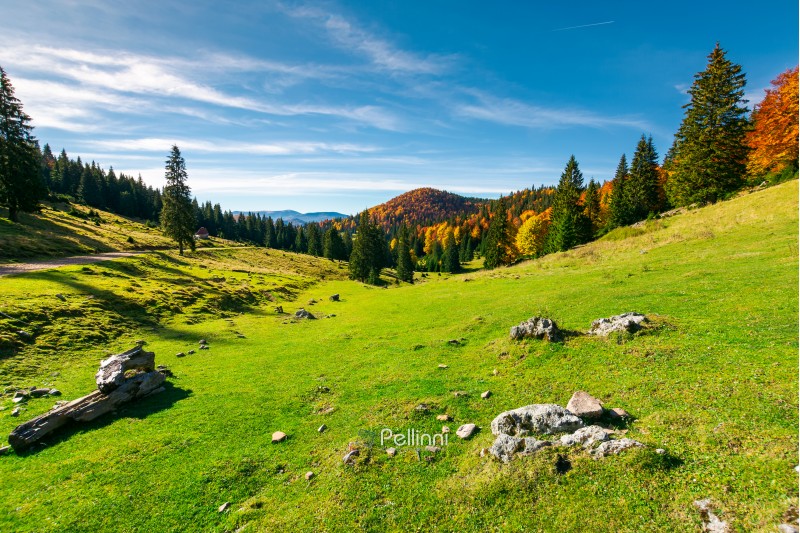 autumn landscape of Apuseni National park. beautiful scenery with fall colored forest and distant mountains. wonderful destination of Romania