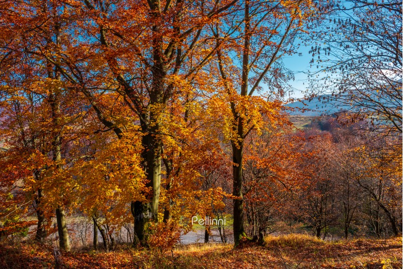 autumn spirits in the woods. wonderful natural background of trees in reddish and yellowish foliage on a hill