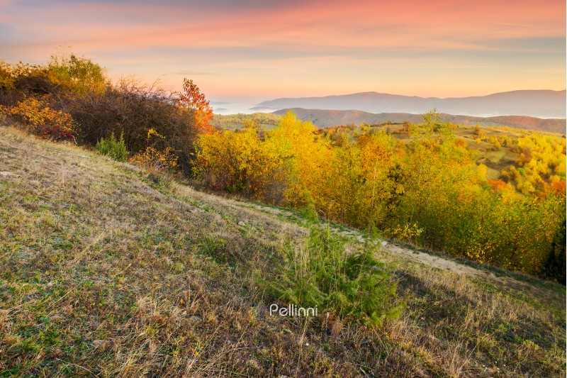 autumn sunrise in mountains. weathered grass and trees in fall foliage. valley of fog and mountain ridge in the distance. sky with blurred reddish clouds