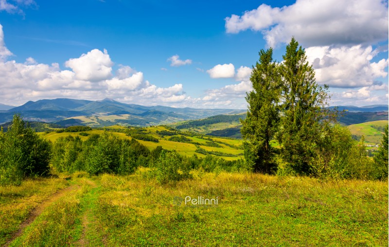 autumnal countryside of Carpathian mountains. country road through grassy meadow, two giant spruce trees and magnificent Pikui peak of Carpathian dividing ridge in the distance under the beautiful sky