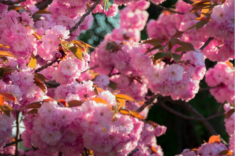 background of sakura buds. vivid blossom in springtime scenery