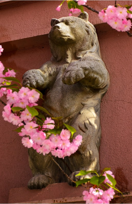 bear sculpture among the cherry blossom flowers. beautiful springtime background