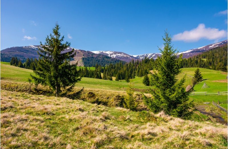 beautiful Carpathian countryside in springtime. Coniferous trees on grassy rolling hills. Borzhava mountain ridge with snowy tops in the distance. blue sky with some clouds