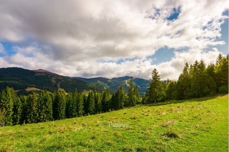 beautiful Carpathian landscape in early autumn. spruce forest on a grassy hill. top of the distant mountain ridge in clouds