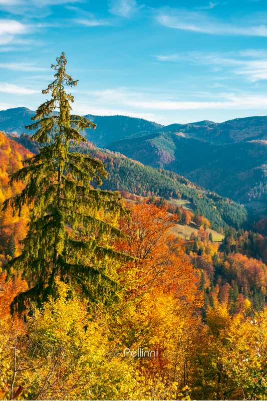 beautiful autumn background. forested hills in evening