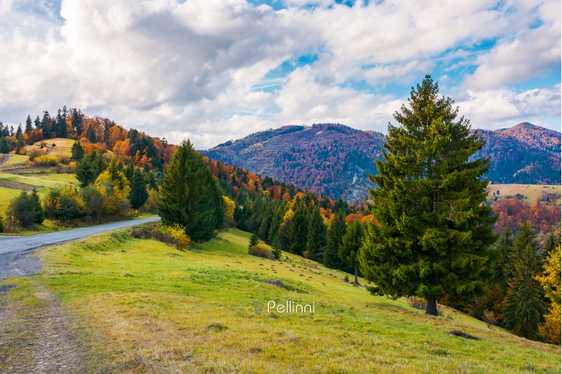 beautiful autumn countryside. lovely location of Carpathian mountains. gorgeous weather conditions