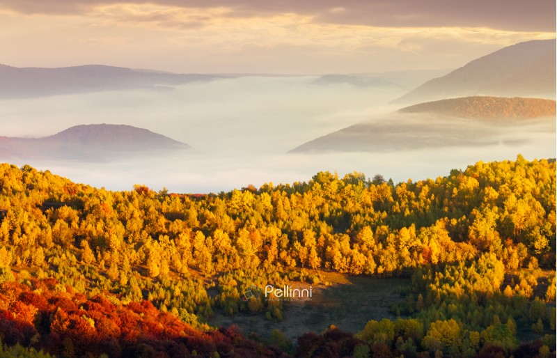 beautiful autumn landscape in mountains. cloud inversion above the valley and yellow trees in sunlight