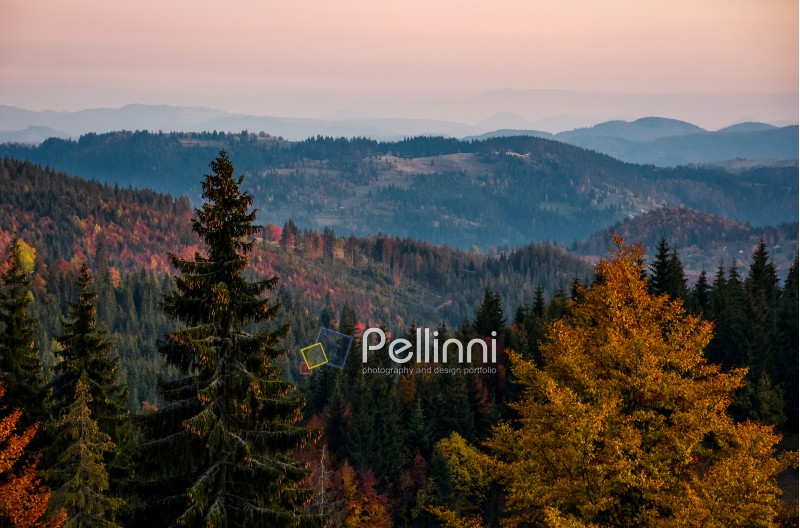beautiful autumn scenery in mountains. colorful foliage in forest at sunset