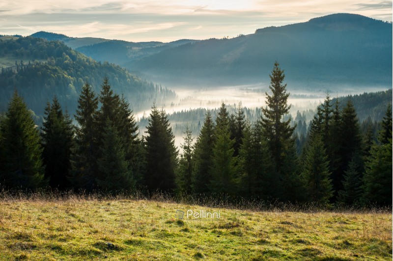 spruce forest in foggy valley. beautiful autumn scenery in mountains at sunrise. view from the hill
