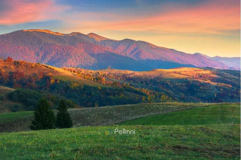 beautiful autumn scenery in mountains at sunset. red clouds on the sky, blue shade in the mountains, grassy green meadow. wonderful carpathian countryside